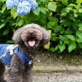 犬の名前に関するアンケートvol.01