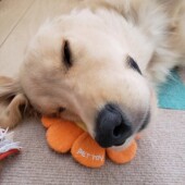 「犬飼いあるある」に関するアンケートvol.17