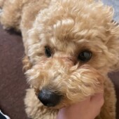 犬の涙やけに関するアンケート