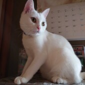 猫の爪切りに関するアンケート