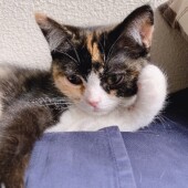 猫の去勢に関するアンケート