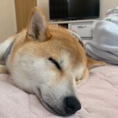 犬の好きなものに関するアンケートvol.01