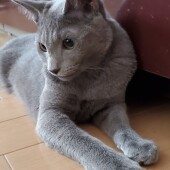 猫のおもちゃに関するアンケートvol.01