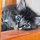 「猫飼いあるある」に関するアンケートvol.10