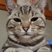 愛猫への後悔に関するアンケートvol.01