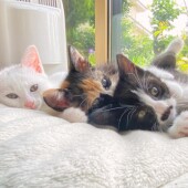 「もしも愛猫が人間だったら」アンケートvol.01