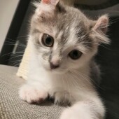 猫飼いさんが気になる猫に関するアンケートvol.01