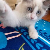 猫のイカ耳に関するアンケートvol.01