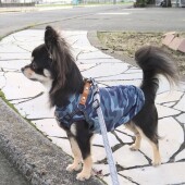 愛犬の気管虚脱に関するアンケート