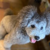 「犬飼いあるある」に関するアンケートvol.19