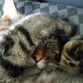 「猫の好きな音楽」に関するアンケートvol.01