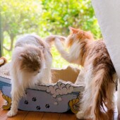 「猫は涼しいところを知っていると思う？」に関するアンケートvol.1