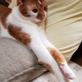 「飼い主さんを起こす愛猫の行動」に関するアンケートvol.01