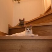 「猫飼いあるある」に関するアンケートvol.11