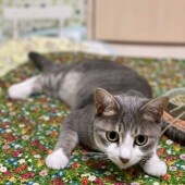 猫の留守番に関するアンケートvol.02