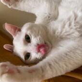 暑い時期限定で見られる猫の行動に関するアンケートvol.01