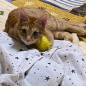 猫の可愛さに関するアンケートvol.1