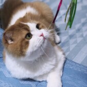 猫の行動に関するアンケートvol.03