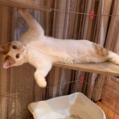 秋を感じる猫の行動に関するアンケートvol.01