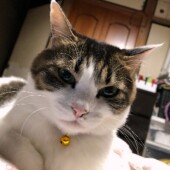 猫の行動に関するアンケートvol.04