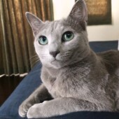 猫の生態・行動に関するアンケートvol.08