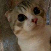 短毛種の猫に関するアンケートvol.01