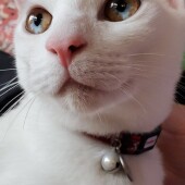 猫の生態・行動に関するアンケートvol.09