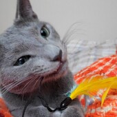 猫のための部屋掃除に関するアンケートvol.01