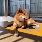 愛犬以外に気になる犬に関するアンケートvol.01