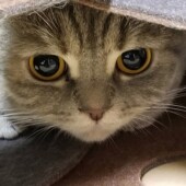 愛猫とのハロウィンの過ごし方に関するアンケートvol.01