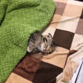 猫の生態・行動に関するアンケートvol.10