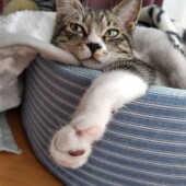 愛猫の名づけに関するアンケートvol.01