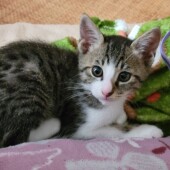 かまってほしい愛猫が見せる行動に関するアンケートvol.01