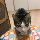 猫好きな人の特徴に関するアンケートvol.01