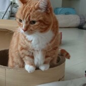 猫の名前に関するアンケートvol.04