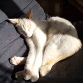 「猫飼いあるある」に関するアンケートvol.12