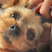 犬がよくなめてくる飼い主さんの体の部位について