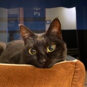 愛猫との思い出に関するエピソードvol.01