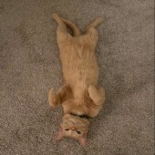 愛猫とのお正月に関するエピソードvol.01