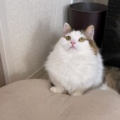 「猫飼いあるある」に関するアンケートvol.13