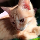 猫の生態・行動に関するアンケートvol.12