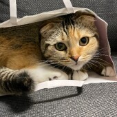 愛猫への寒さ対策に関するアンケートvol.01