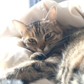 猫の健康診断に関するアンケートvol.02