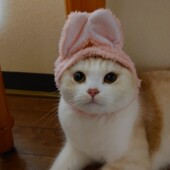 猫の飼い主さんの夜ふかしに関するアンケートvol.01