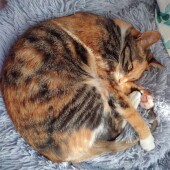 「猫飼いあるある」に関するアンケートvol.14