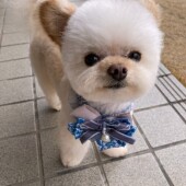 愛犬の寝方に関するアンケートvol.01