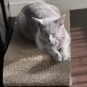 「猫飼いあるある」に関するアンケートvol.15