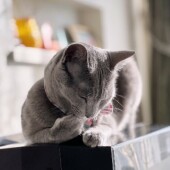 猫の健康診断に関するアンケートvol.03