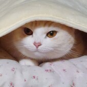 猫が飼い主さんに「ちょいちょい」する瞬間に関するアンケートvol.01