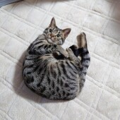 2匹目の猫の迎え入れに関するアンケートvol.01